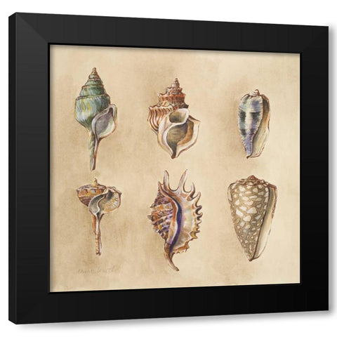 Seashells I Black Modern Wood Framed Art Print with Double Matting by Loreth, Lanie