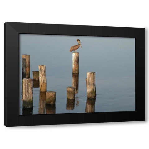 Pelican I Black Modern Wood Framed Art Print by Nawrocke, Bruce