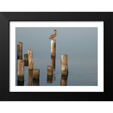 Pelican I Black Modern Wood Framed Art Print by Nawrocke, Bruce
