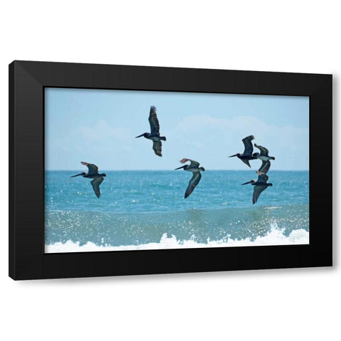 Pelican II Black Modern Wood Framed Art Print by Nawrocke, Bruce