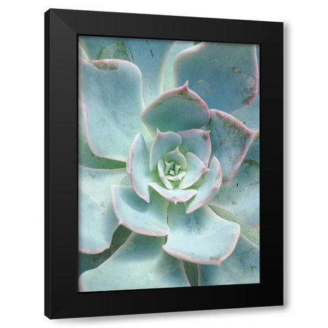 Teal Succulent Vertical Black Modern Wood Framed Art Print by Bryant, Susan