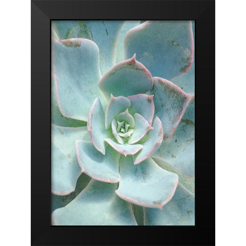 Teal Succulent Vertical Black Modern Wood Framed Art Print by Bryant, Susan