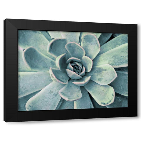 Teal Succulent Black Modern Wood Framed Art Print with Double Matting by Bryant, Susan