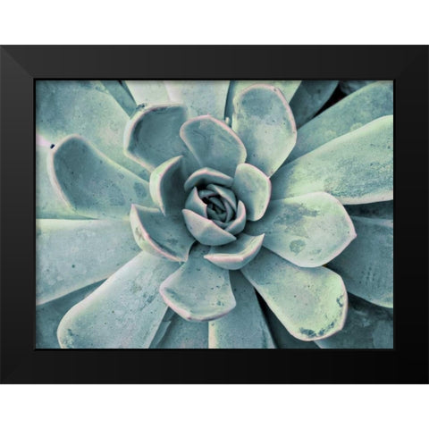 Teal Succulent Black Modern Wood Framed Art Print by Bryant, Susan