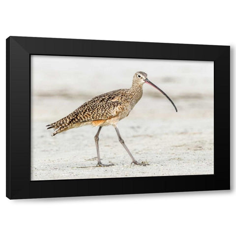 Long Billed Curlew Black Modern Wood Framed Art Print with Double Matting by Lake, Shelley