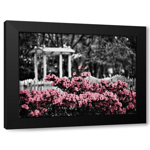 Garden Areas Border II Black Modern Wood Framed Art Print by Peck, Gail