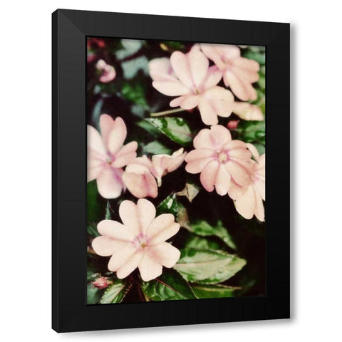 Filter Flowers II Black Modern Wood Framed Art Print by Peck, Gail