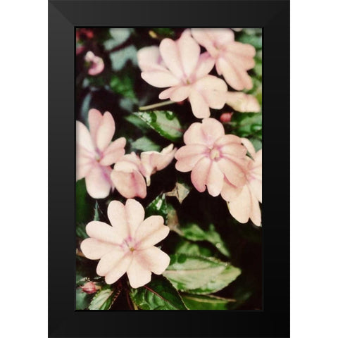 Filter Flowers II Black Modern Wood Framed Art Print by Peck, Gail