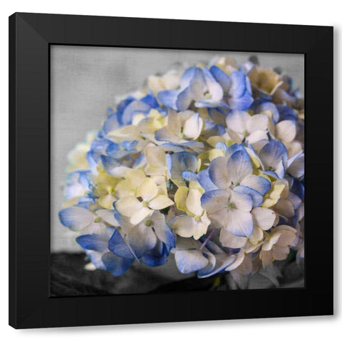 Hydrangeas I Black Modern Wood Framed Art Print by Bryant, Susan