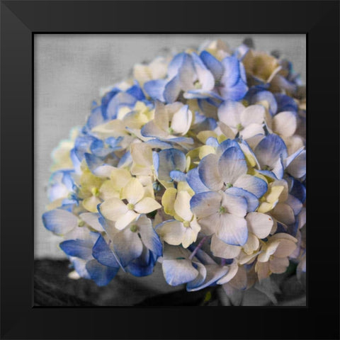 Hydrangeas I Black Modern Wood Framed Art Print by Bryant, Susan