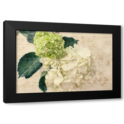 Hydrangeas I Black Modern Wood Framed Art Print by Bryant, Susan