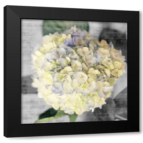 White Hydrangeas II Black Modern Wood Framed Art Print by Bryant, Susan