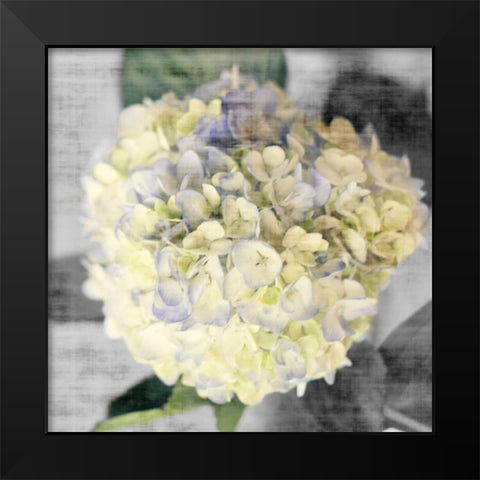 White Hydrangeas II Black Modern Wood Framed Art Print by Bryant, Susan