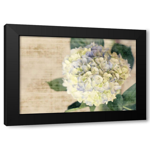 Hydrangeas II Black Modern Wood Framed Art Print by Bryant, Susan