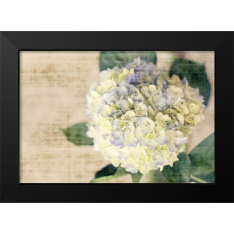 Hydrangeas II Black Modern Wood Framed Art Print by Bryant, Susan