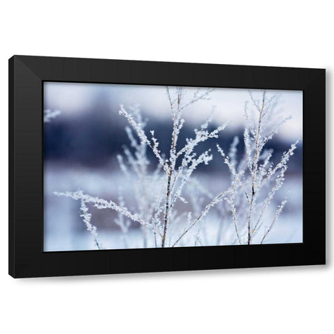 Flakes on Branches Black Modern Wood Framed Art Print by Poynter, Kelly