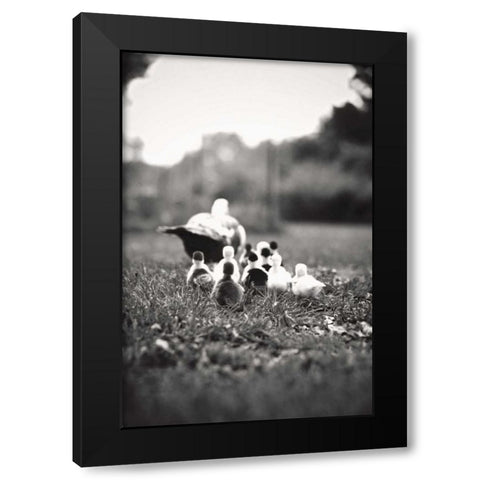 Ducklings Black Modern Wood Framed Art Print by Poynter, Kelly
