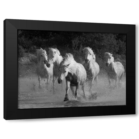 White Running Horses Border Black Modern Wood Framed Art Print with Double Matting by Walker, Carol