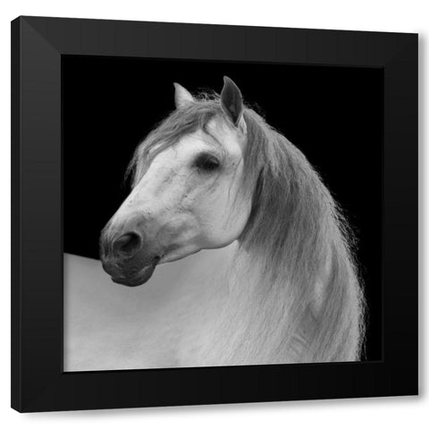 Facing Horse Black Modern Wood Framed Art Print by Walker, Carol