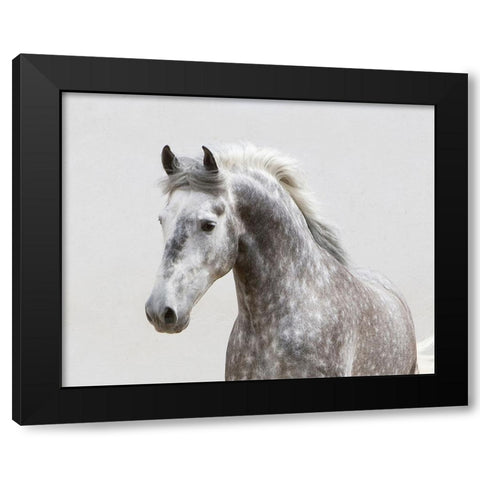 Grey Meadow Horse Black Modern Wood Framed Art Print by Walker, Carol