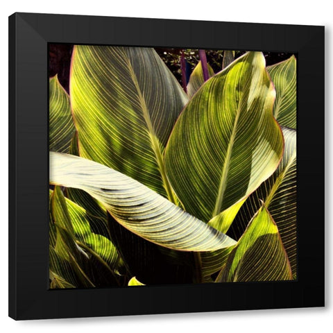 Plant Exploration I Black Modern Wood Framed Art Print by Navas, Emily