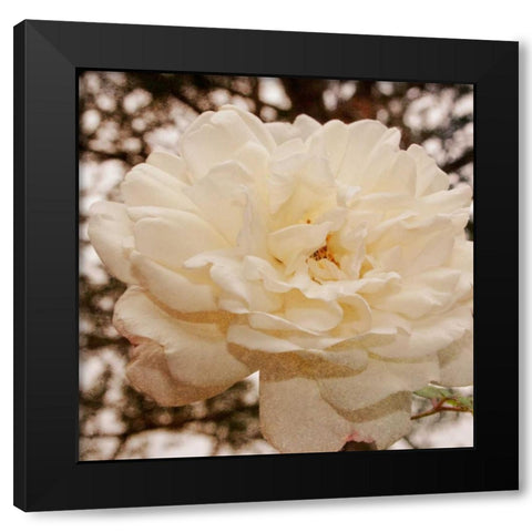 Vintage Rose I Black Modern Wood Framed Art Print with Double Matting by Navas, Emily