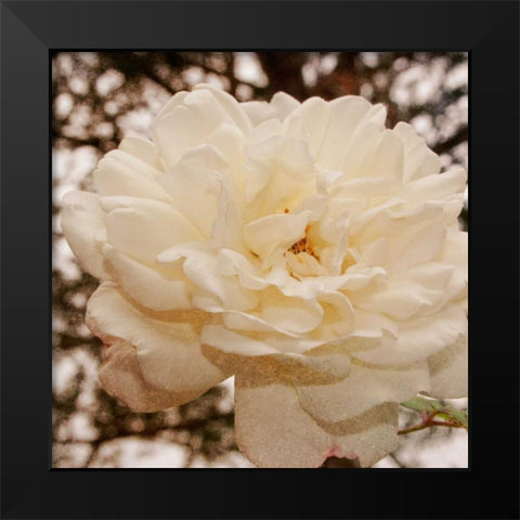 Vintage Rose I Black Modern Wood Framed Art Print by Navas, Emily
