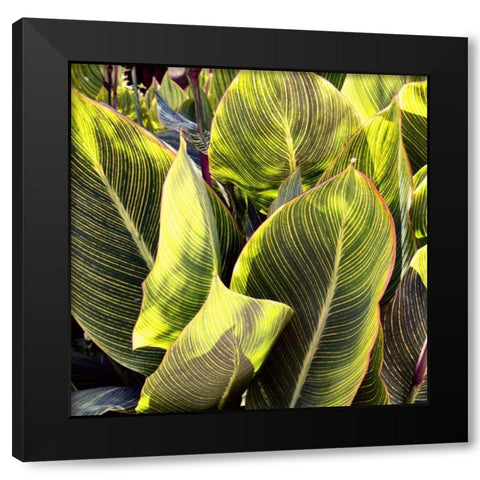 Plant Exploration II Black Modern Wood Framed Art Print by Navas, Emily