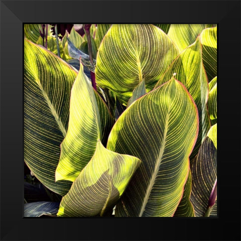 Plant Exploration II Black Modern Wood Framed Art Print by Navas, Emily