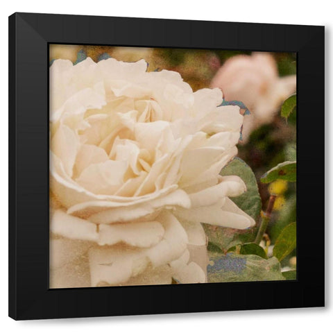 Vintage Rose II Black Modern Wood Framed Art Print by Navas, Emily