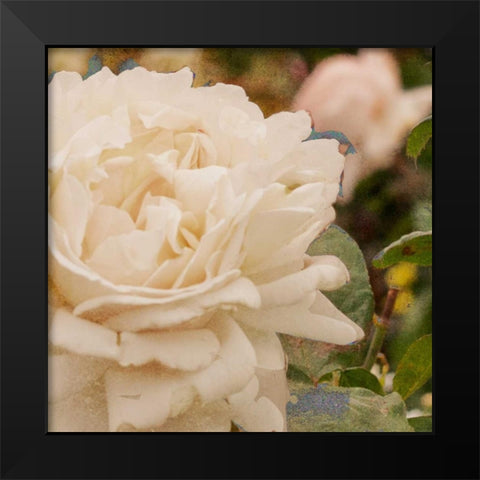 Vintage Rose II Black Modern Wood Framed Art Print by Navas, Emily