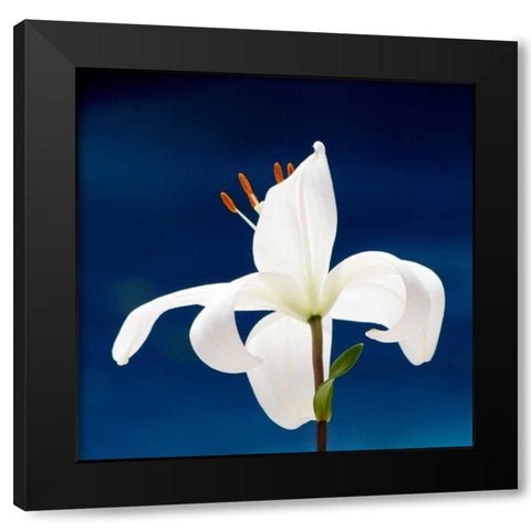Lily On Blue Black Modern Wood Framed Art Print with Double Matting by Peck, Gail