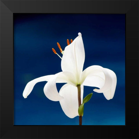 Lily On Blue Black Modern Wood Framed Art Print by Peck, Gail