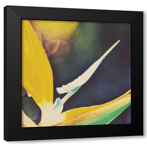 Tropical Floral I Black Modern Wood Framed Art Print with Double Matting by Peck, Gail