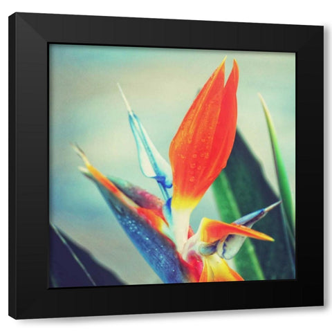 Tropical Floral II Black Modern Wood Framed Art Print with Double Matting by Peck, Gail