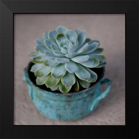 The Little Succulent Black Modern Wood Framed Art Print by Bryant, Susan