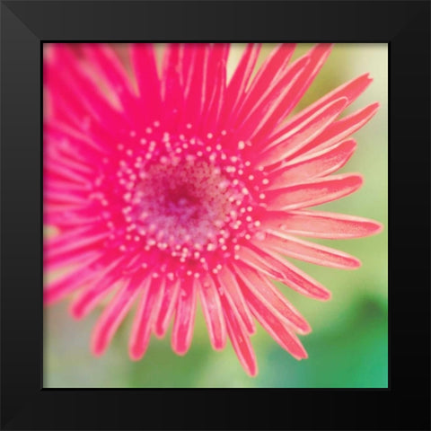 Pink Fun I Black Modern Wood Framed Art Print by Bryant, Susan