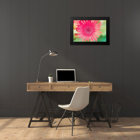 Pink Gerbera Black Modern Wood Framed Art Print by Bryant, Susan