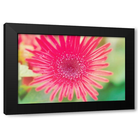 Pink Gerbera Black Modern Wood Framed Art Print with Double Matting by Bryant, Susan
