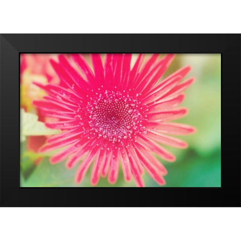 Pink Gerbera Black Modern Wood Framed Art Print by Bryant, Susan