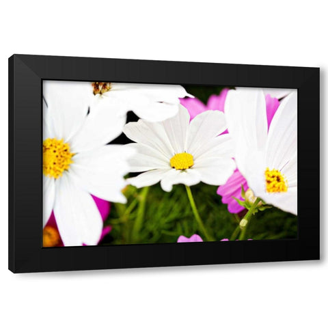 Daisies I Black Modern Wood Framed Art Print with Double Matting by Bryant, Susan