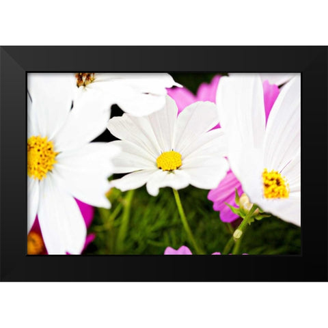 Daisies I Black Modern Wood Framed Art Print by Bryant, Susan