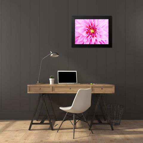 Pink Explosion I Black Modern Wood Framed Art Print by Bryant, Susan