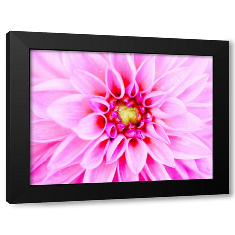Pink Explosion I Black Modern Wood Framed Art Print by Bryant, Susan