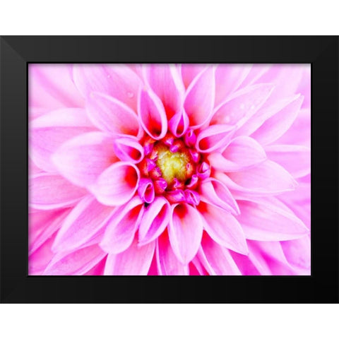 Pink Explosion I Black Modern Wood Framed Art Print by Bryant, Susan