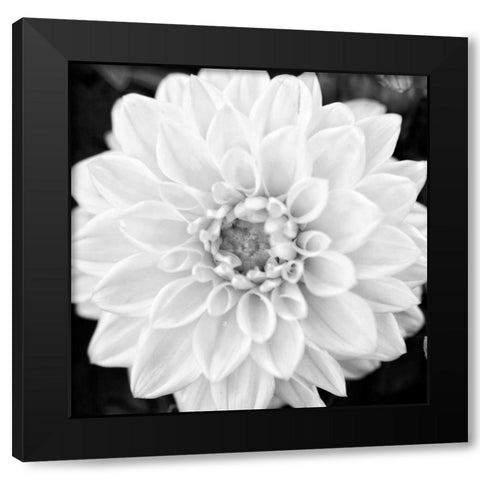 Black and White Gerber I Black Modern Wood Framed Art Print by Bryant, Susan