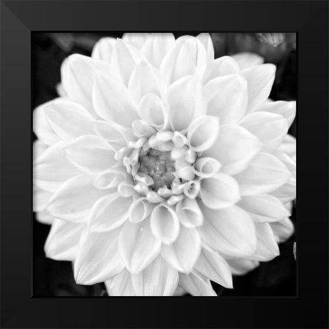 Black and White Gerber I Black Modern Wood Framed Art Print by Bryant, Susan