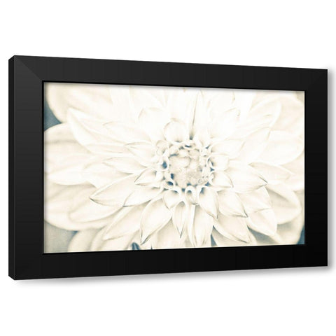 Bright White Bloom I Black Modern Wood Framed Art Print by Bryant, Susan