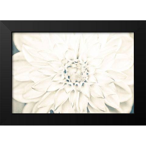 Bright White Bloom I Black Modern Wood Framed Art Print by Bryant, Susan