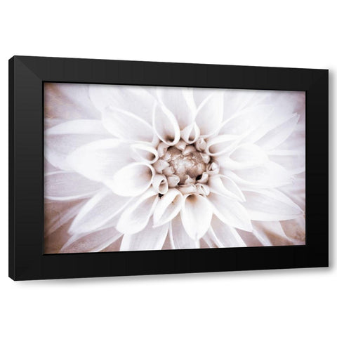 Bright White Bloom II Black Modern Wood Framed Art Print with Double Matting by Bryant, Susan
